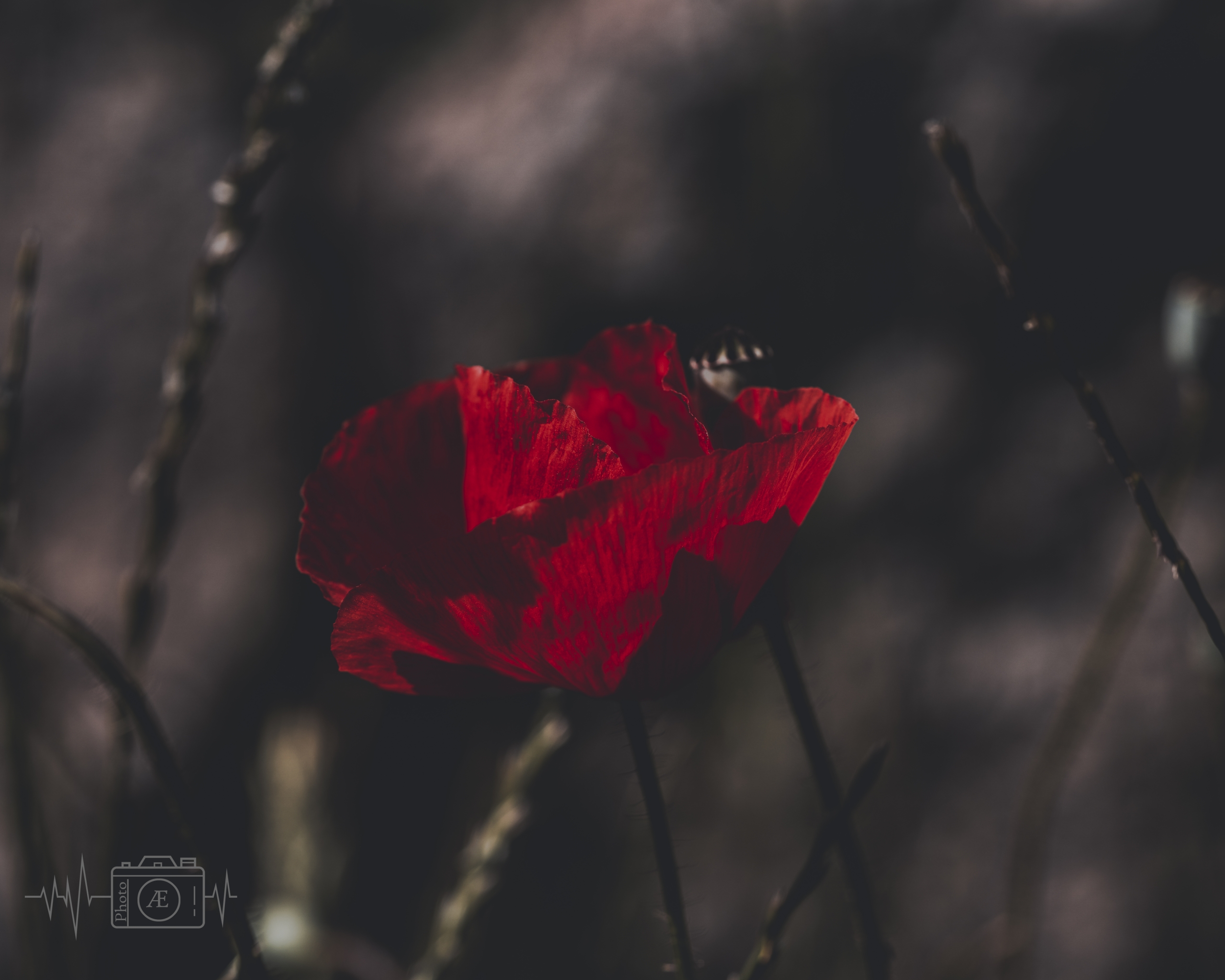 Jugend des Sommers