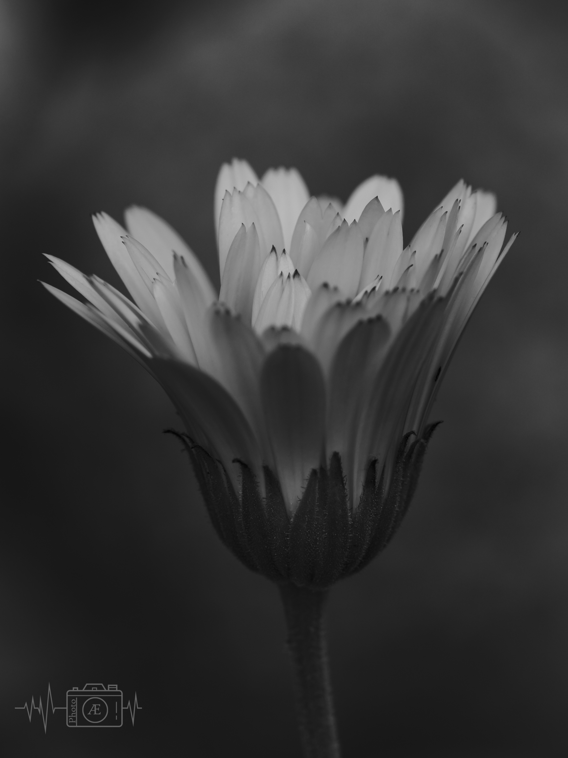 Kelch des Lichtes
