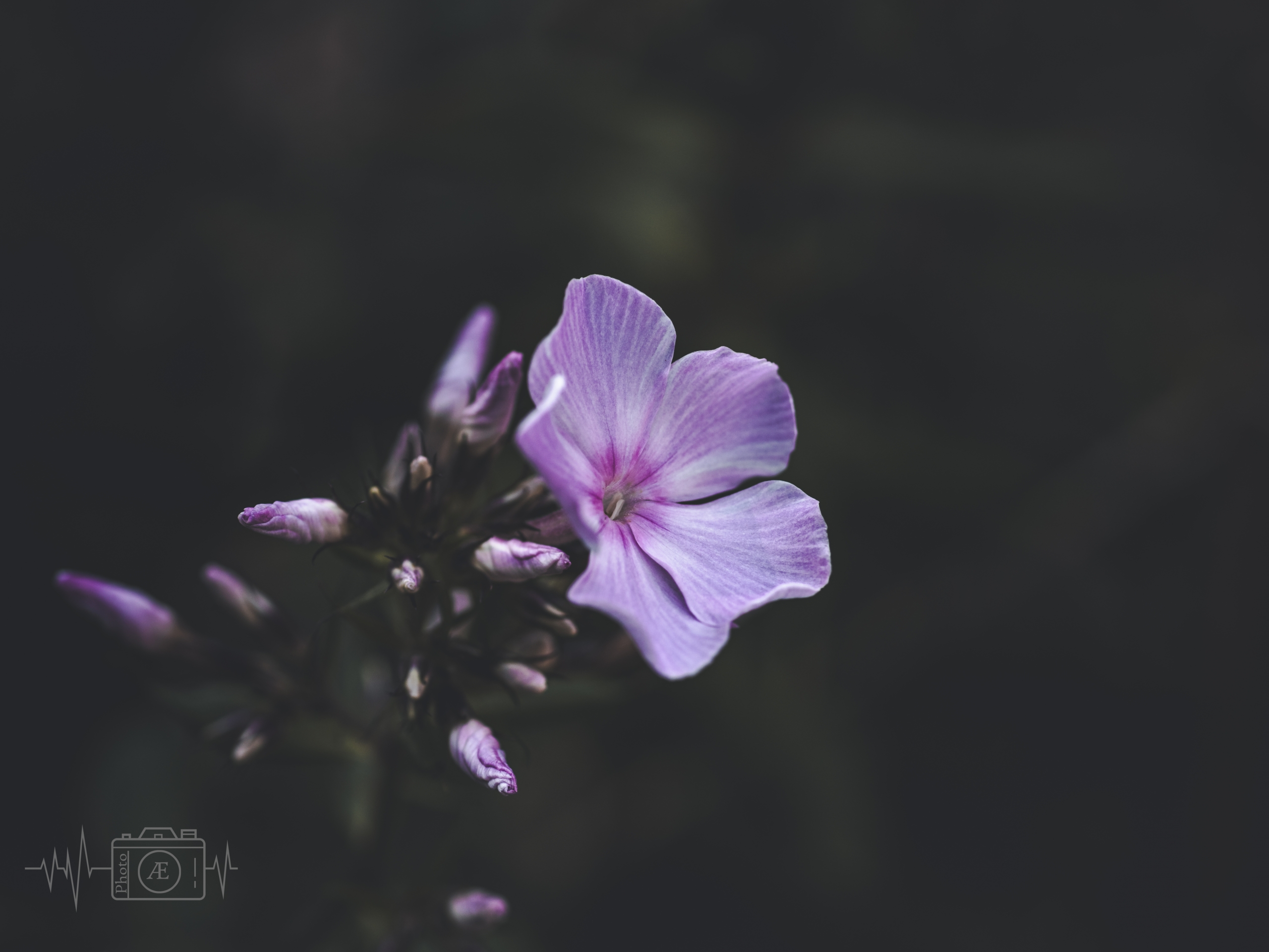 Zartes Schattenlila