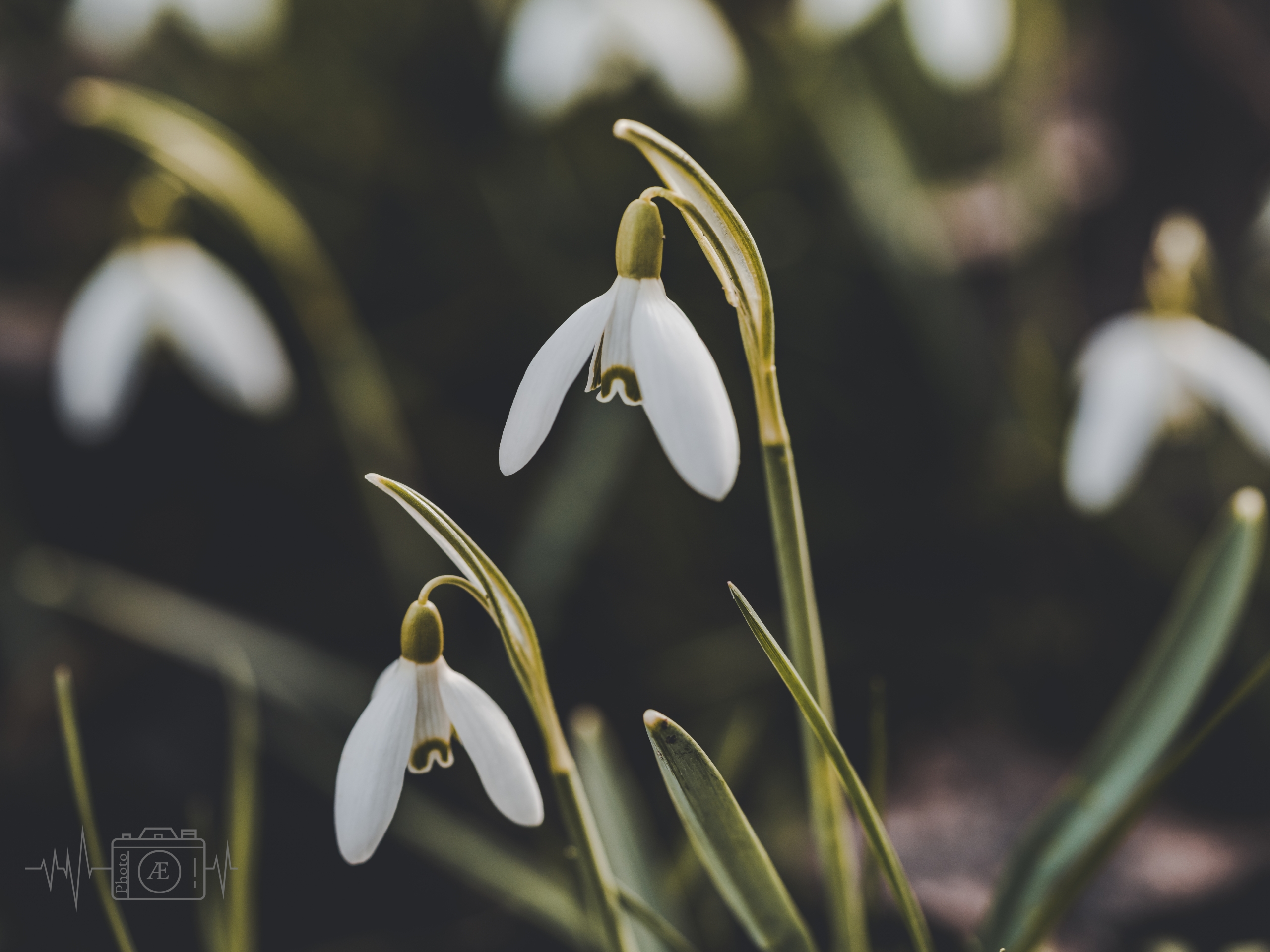 Tanz im Vorfrühling
