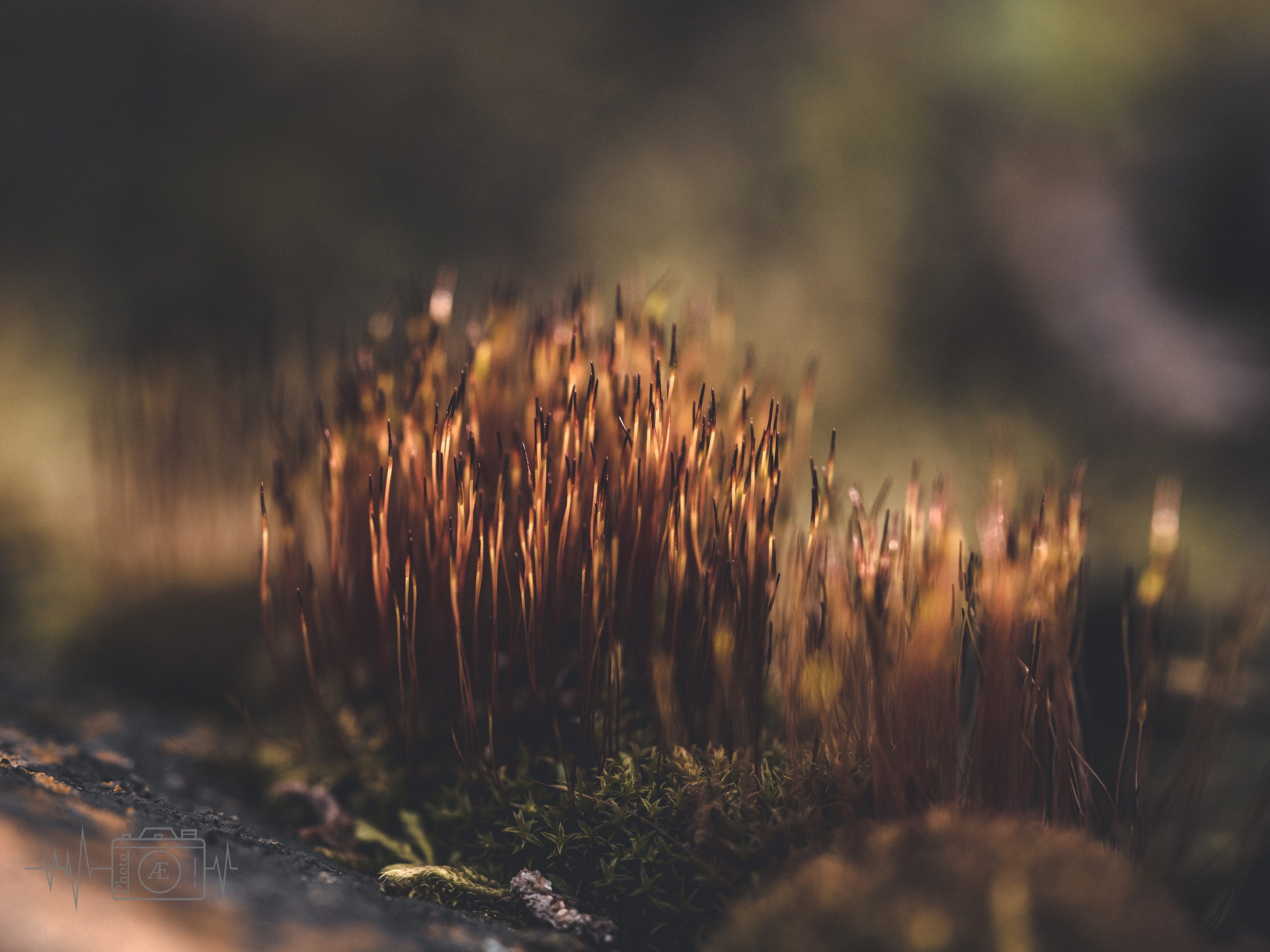 Miniaturwald