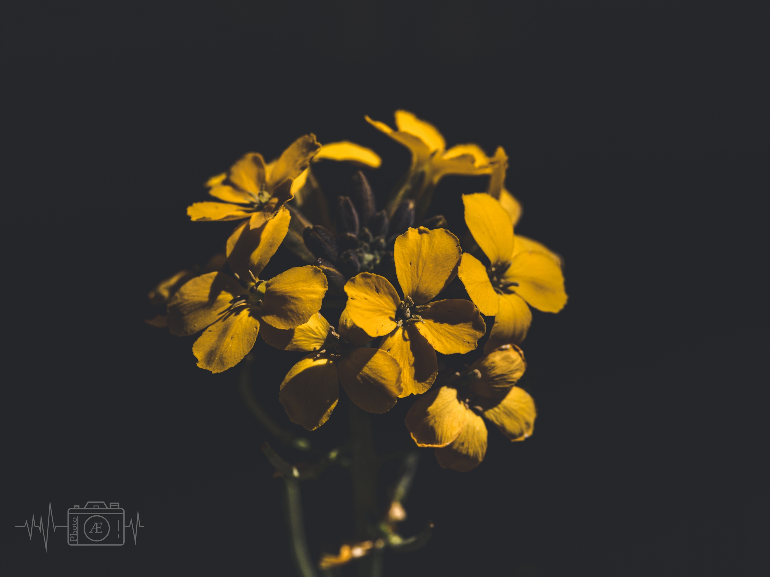 Goldene Traube