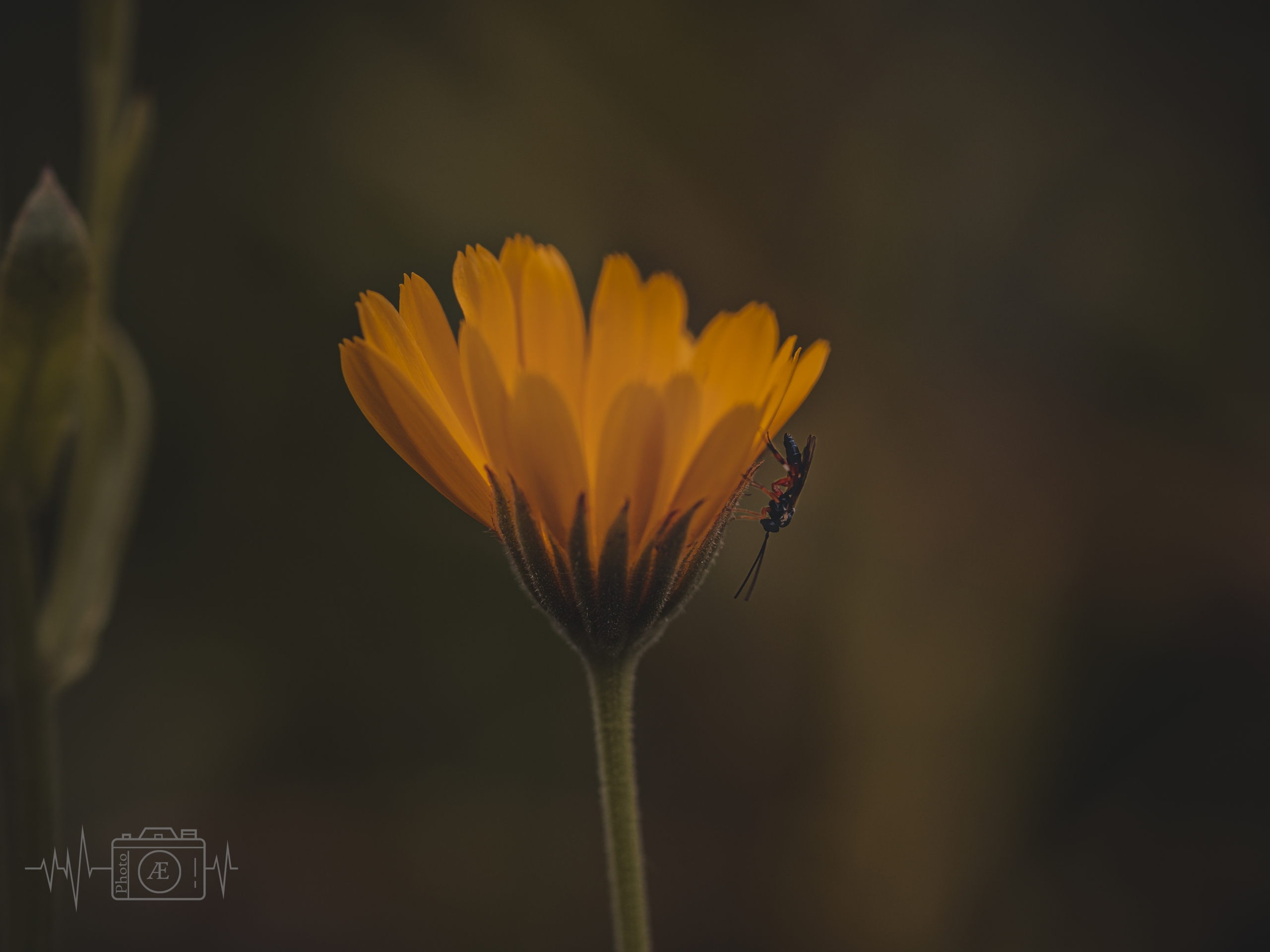 Schutz der Blüte