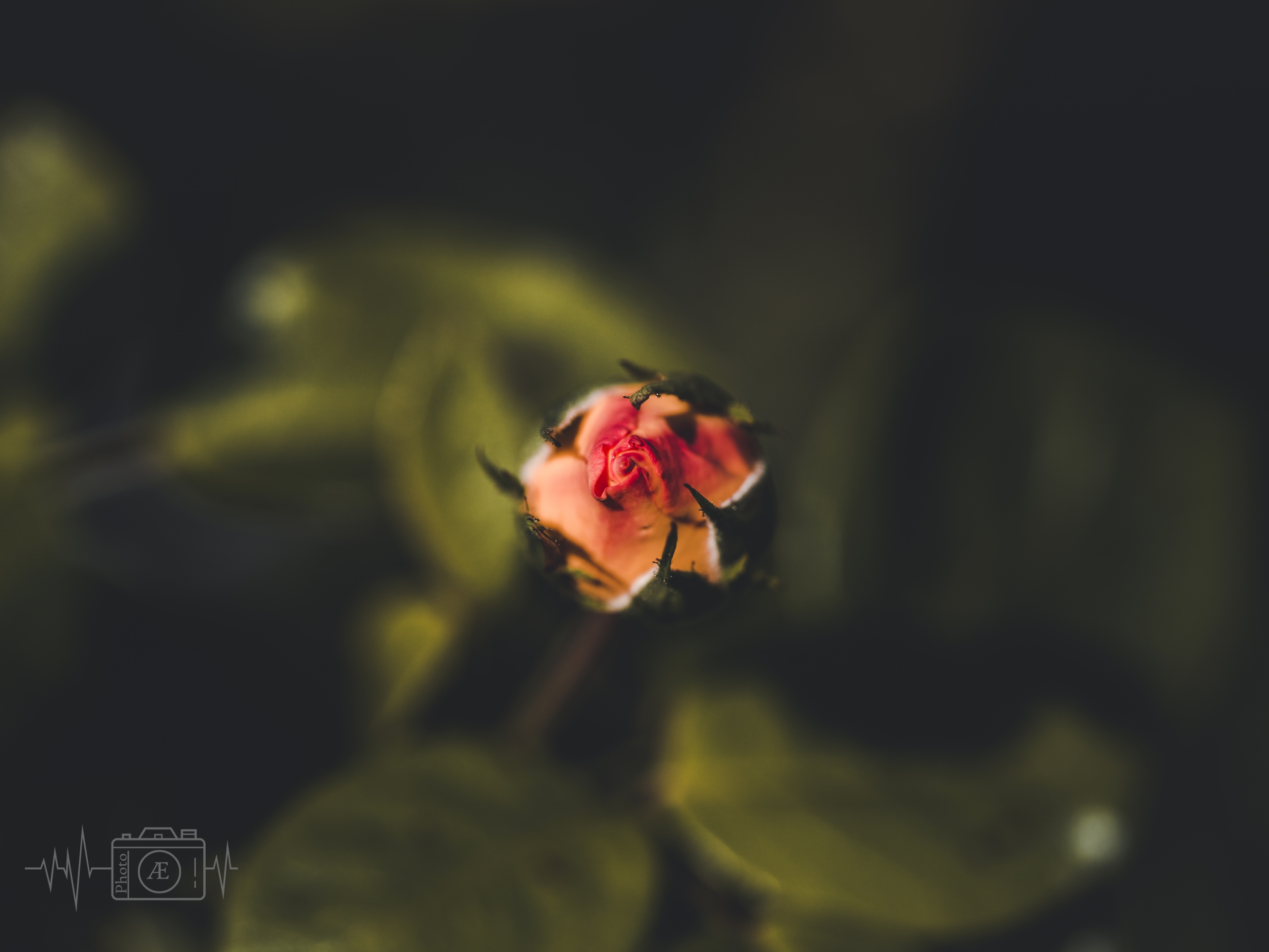 Rosé im Schattenspiel