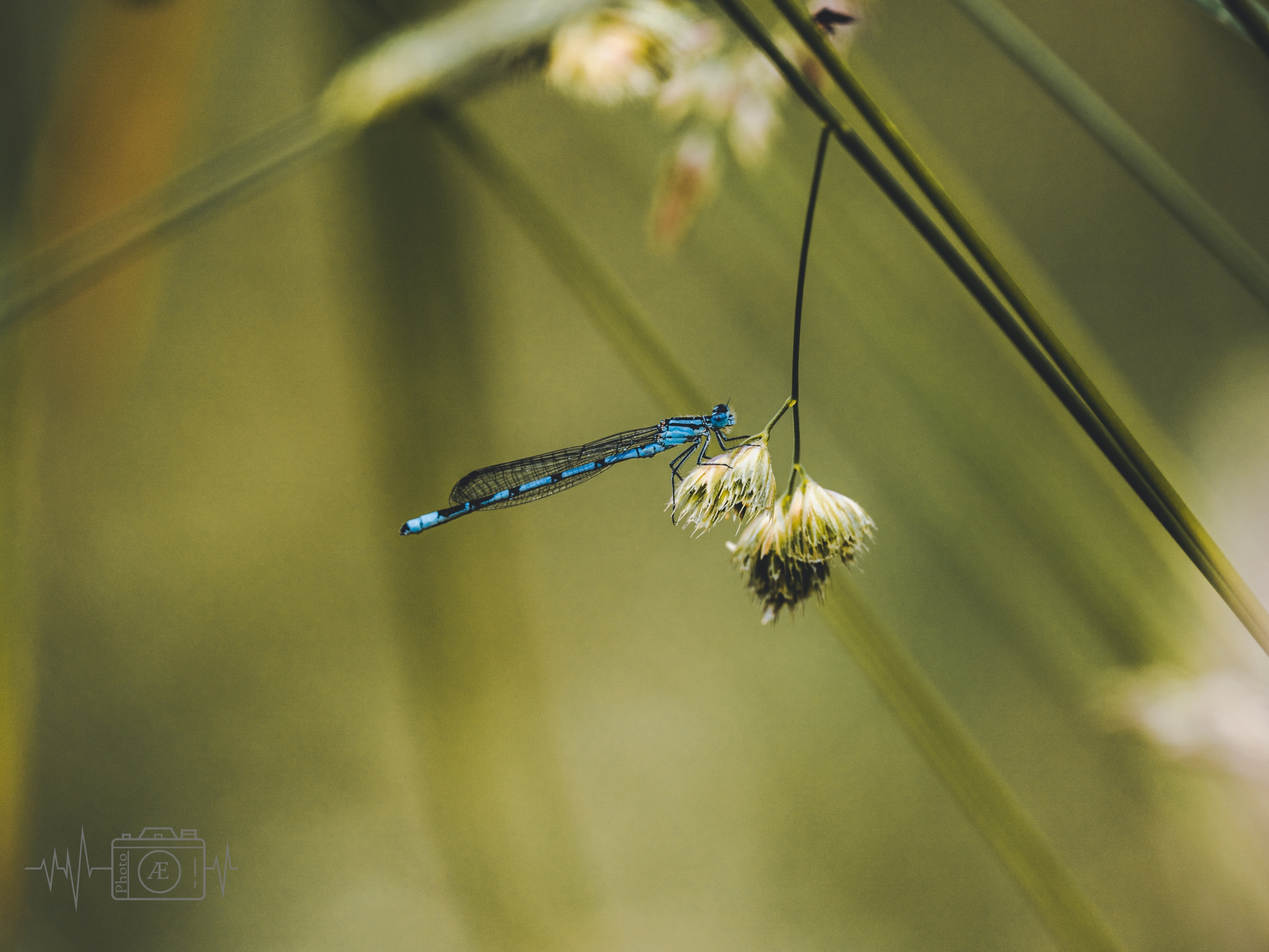 Azurblauer Filigranflieger