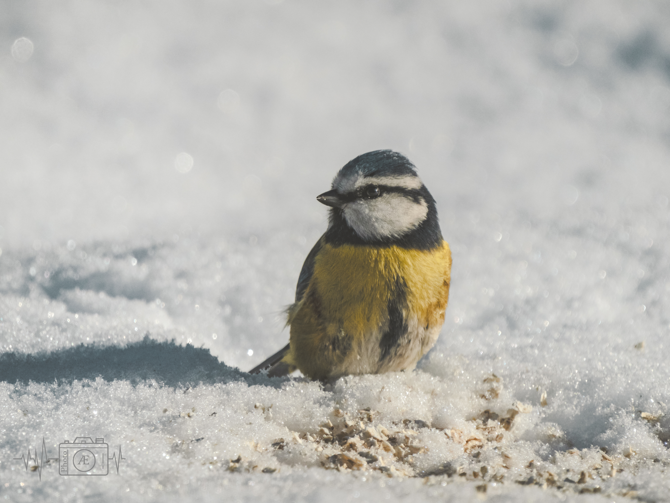 Kleiner Schneegast