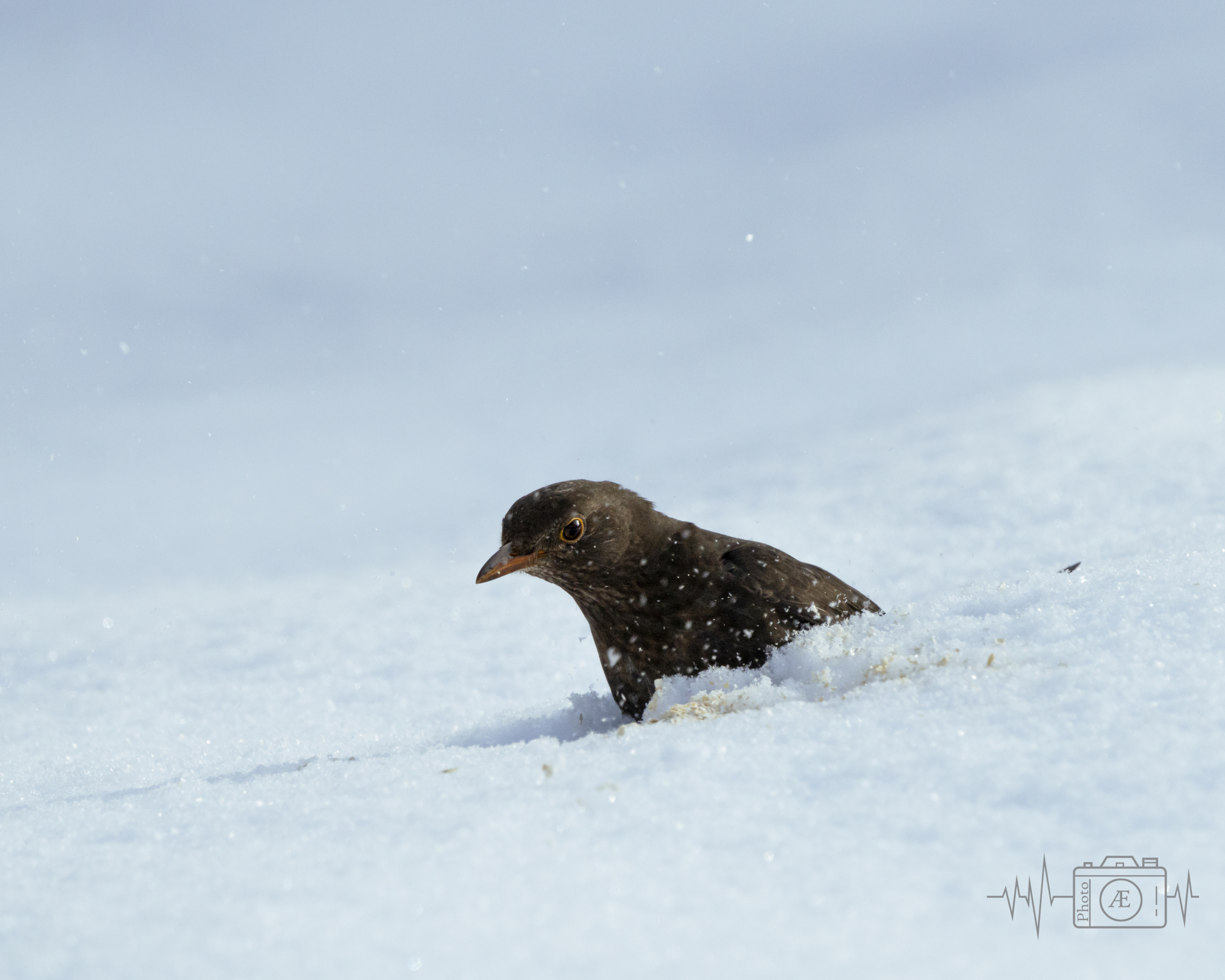 Winterlicher Sucher