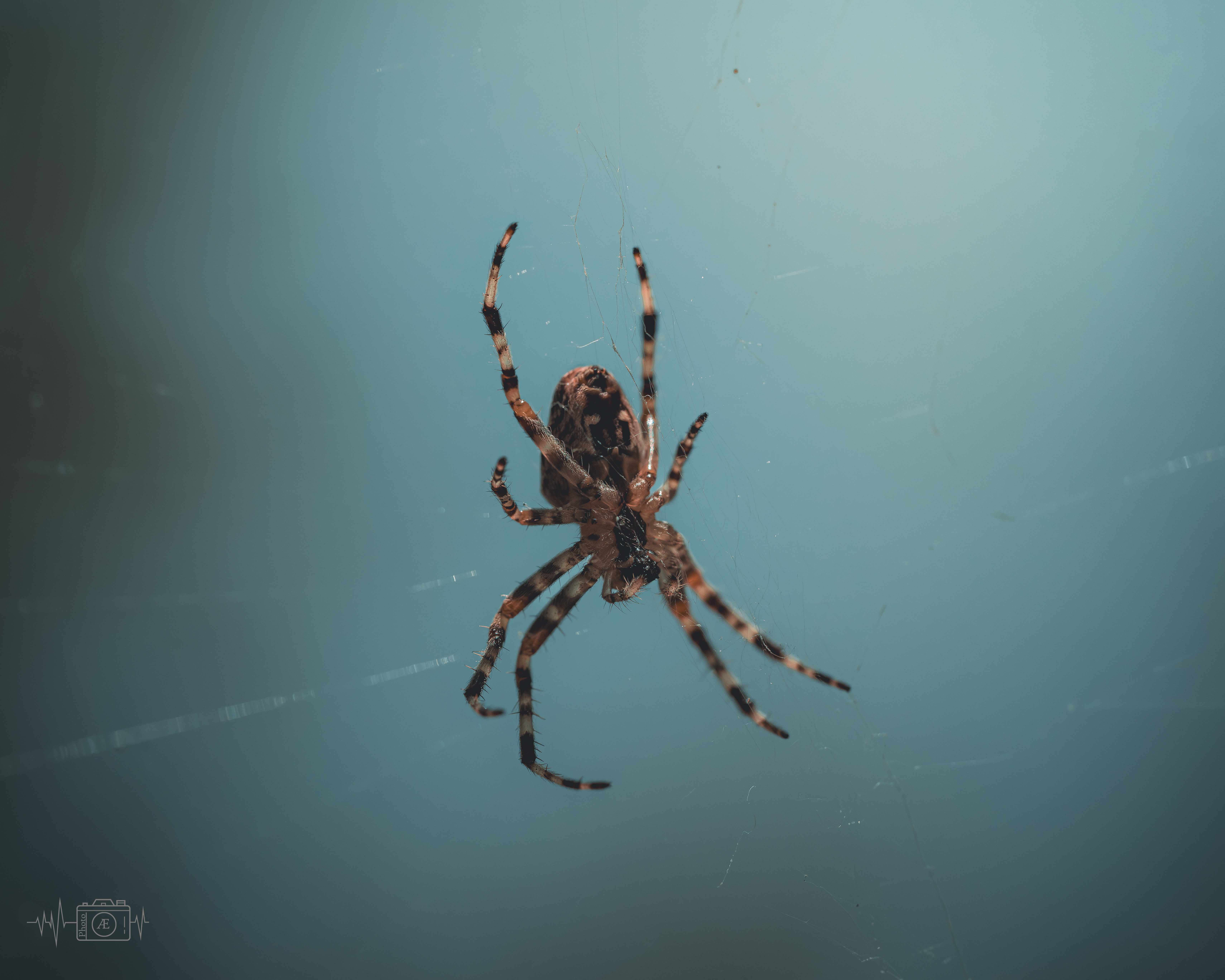 Insekten & Makrowelten