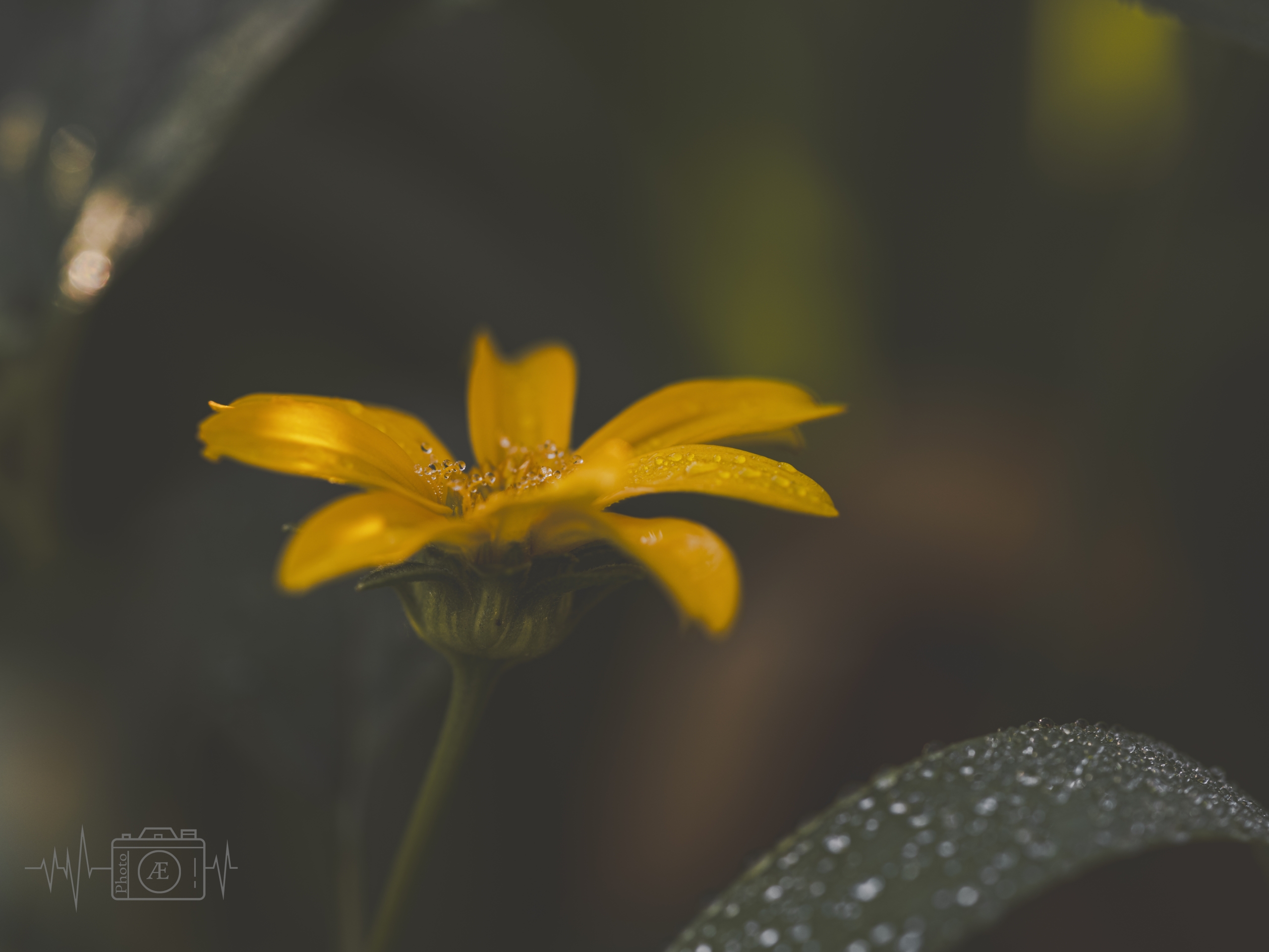 Goldener Stern