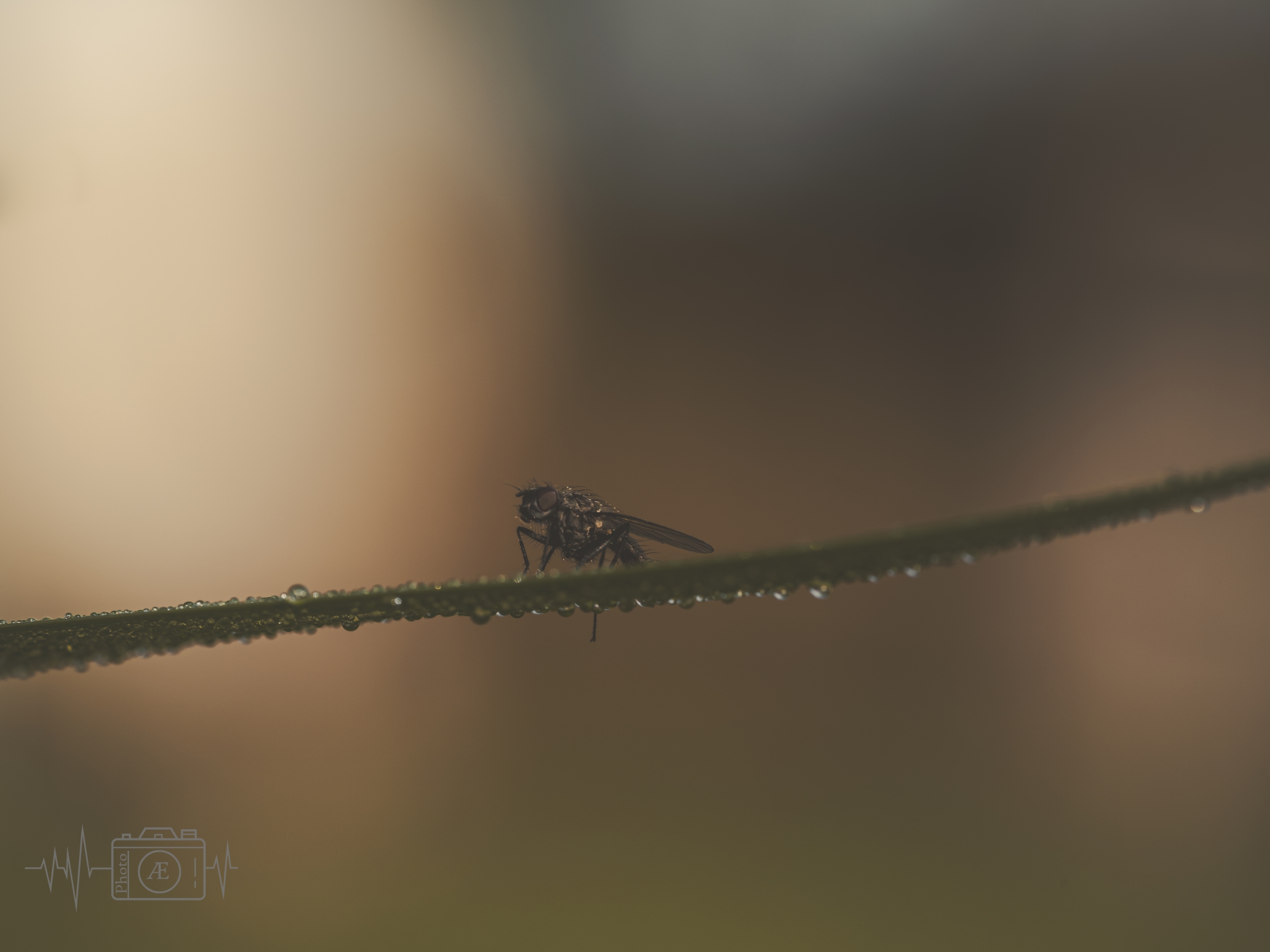 Glimmer-Fliege