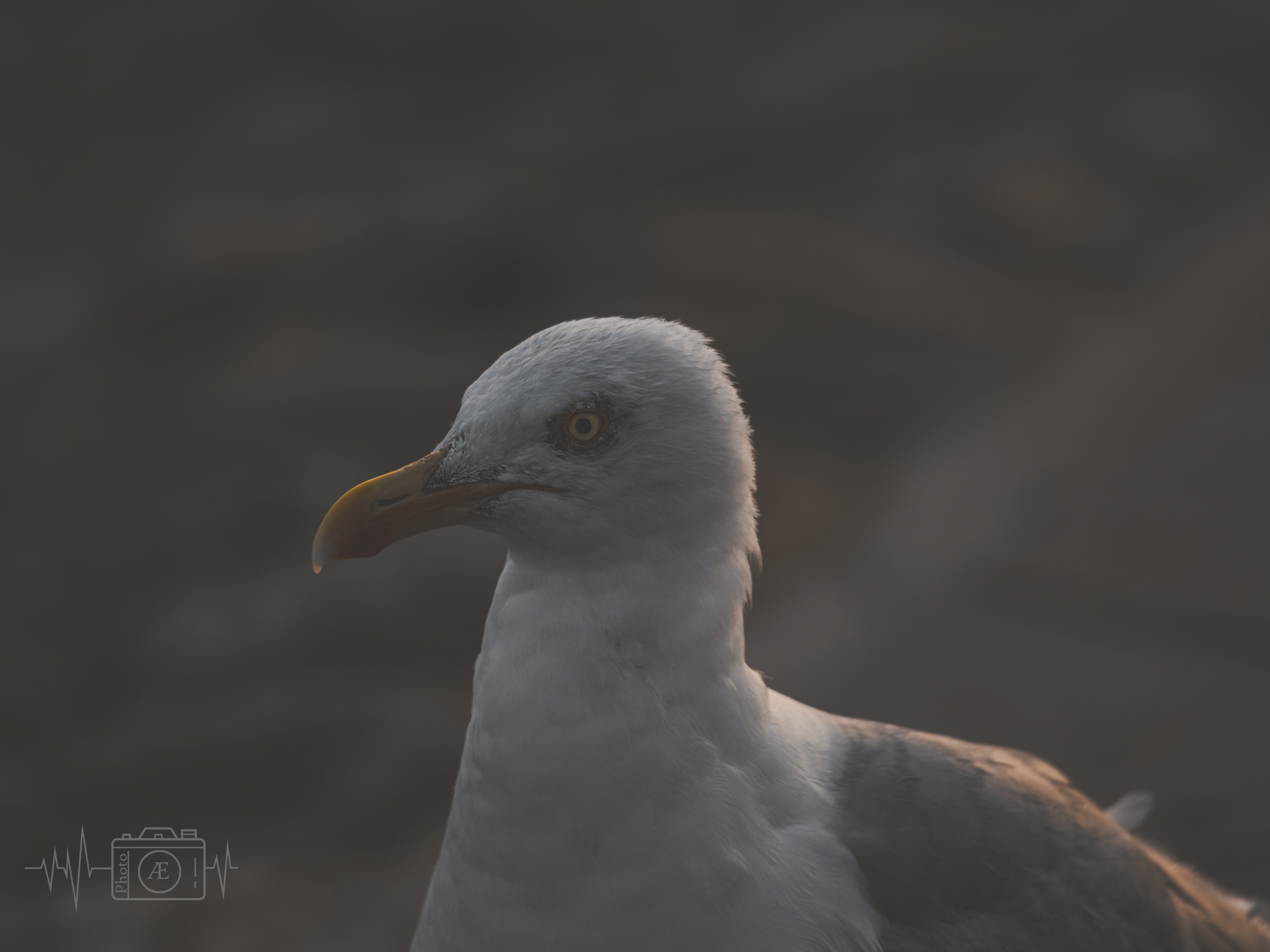 Strickter Blick