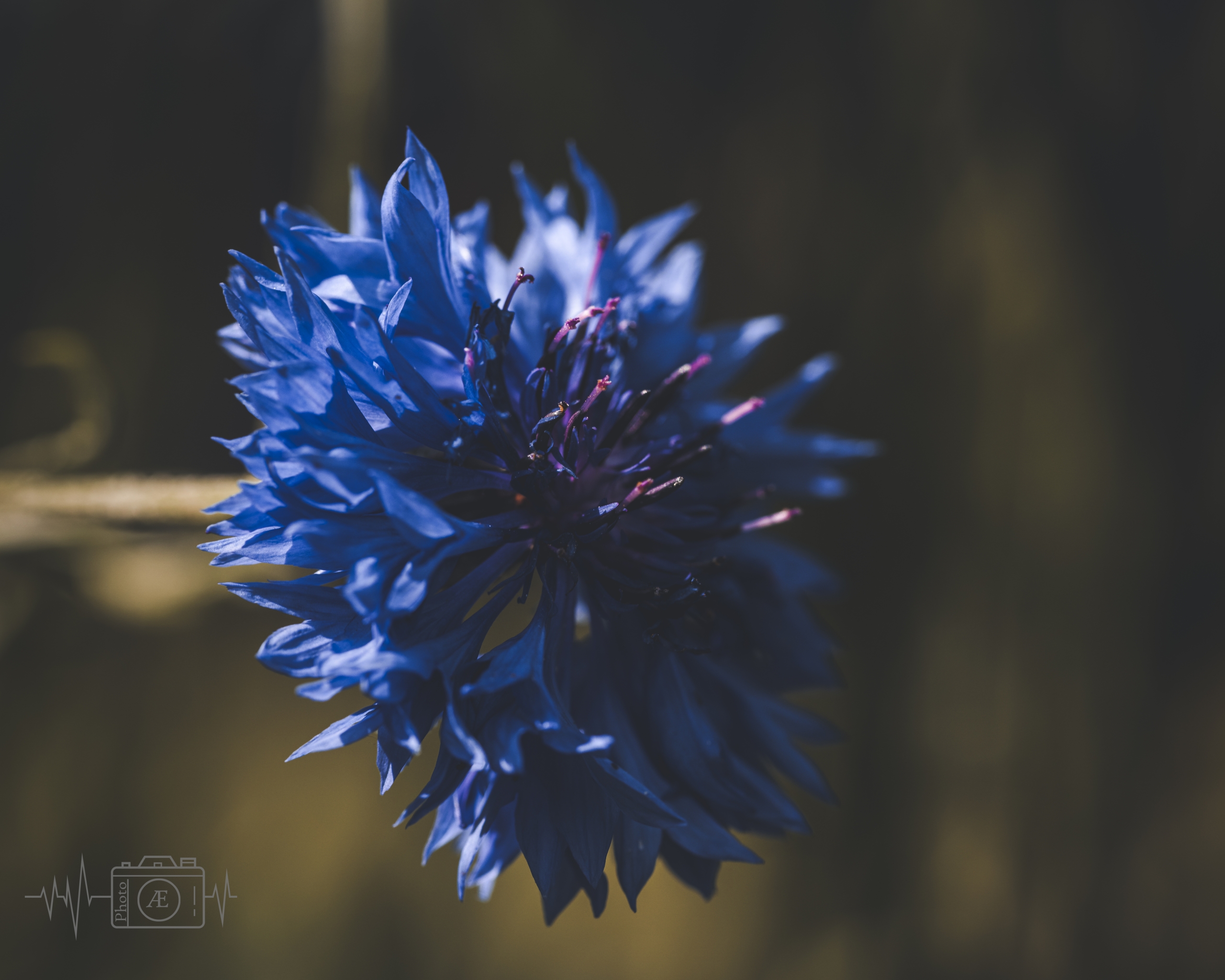Tiefblaue Poesie