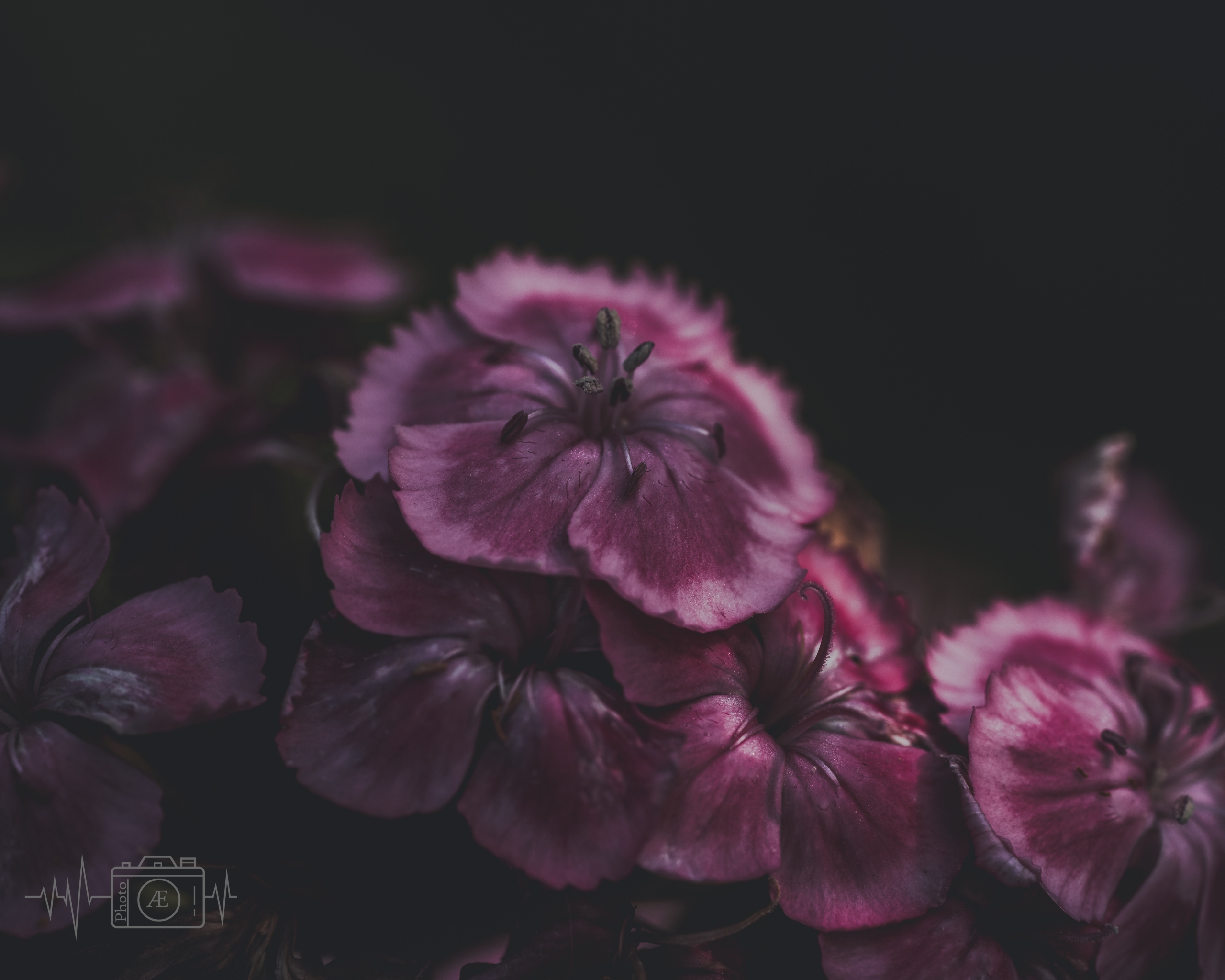 Violette Symphonie
