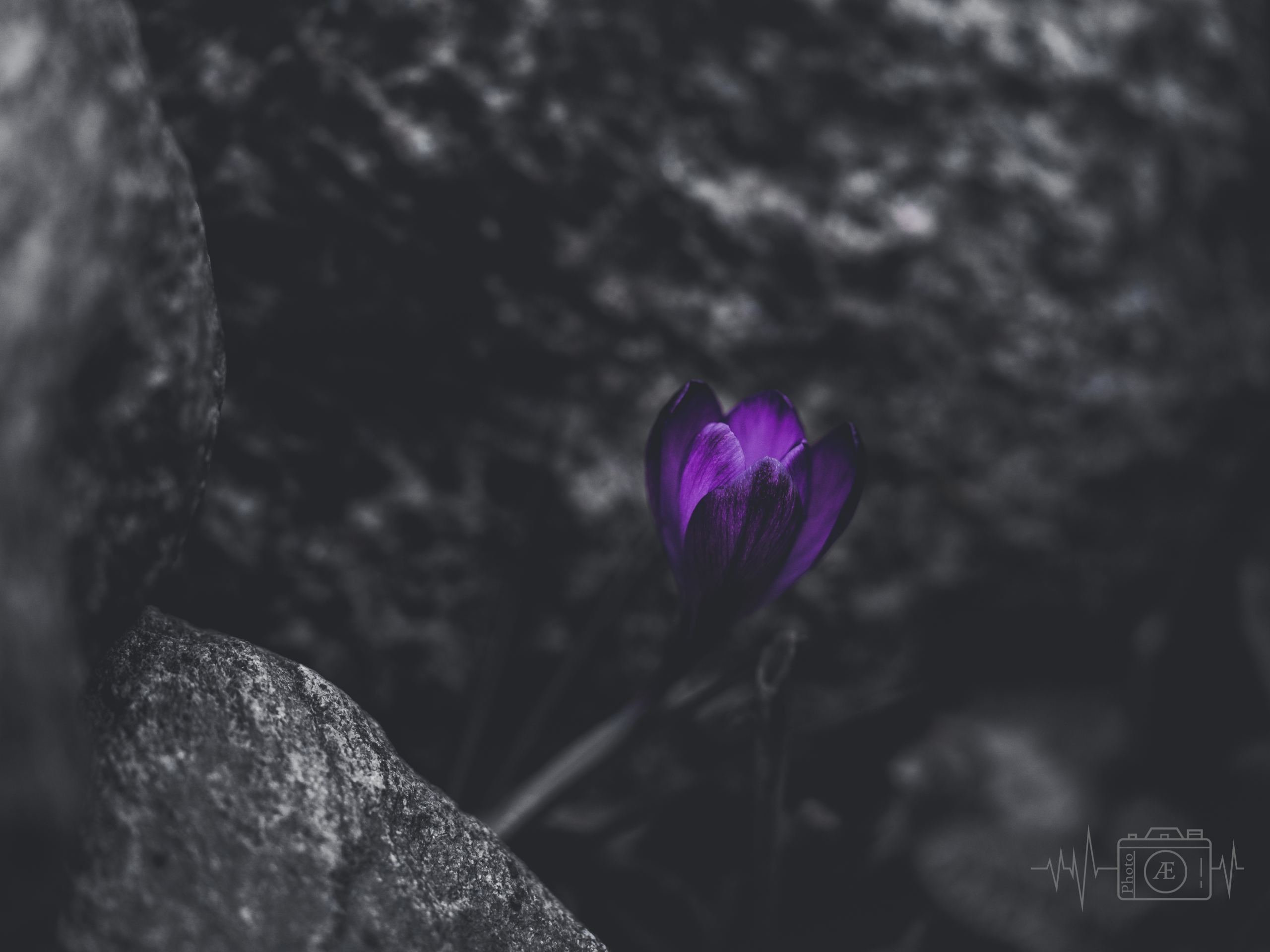 Blüte aus dem Stein