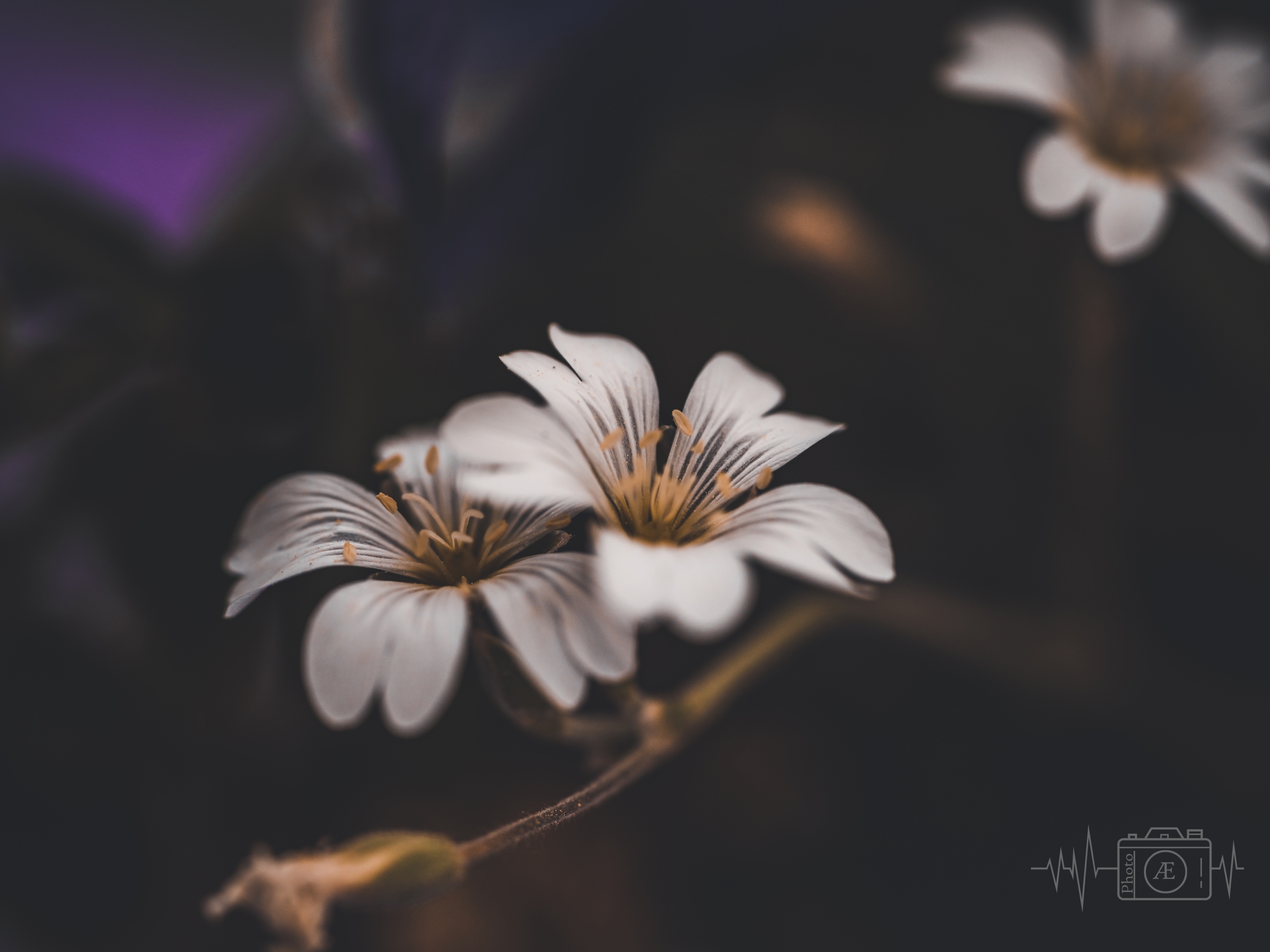Lichtperle