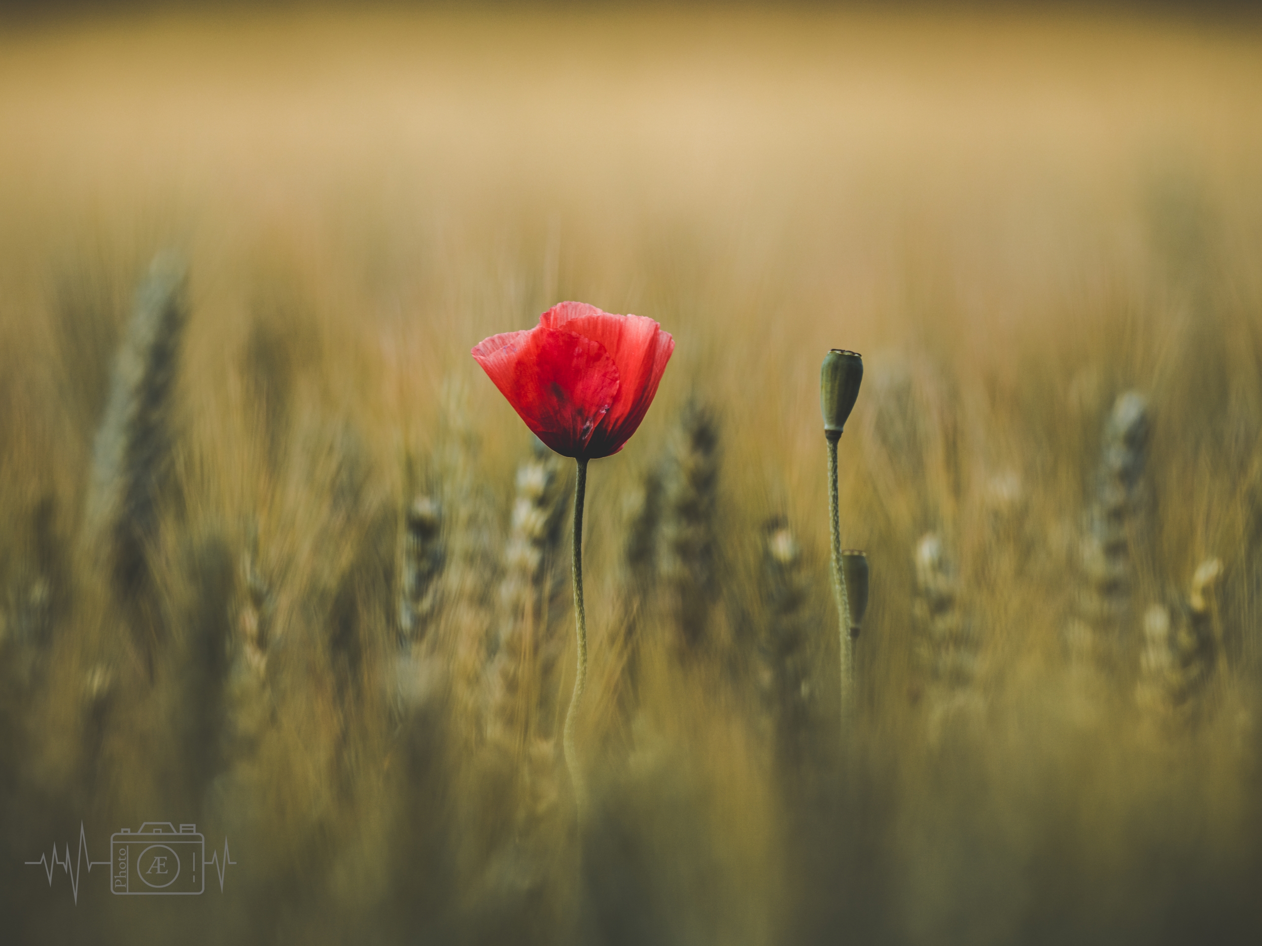 Mohn im Goldfeld