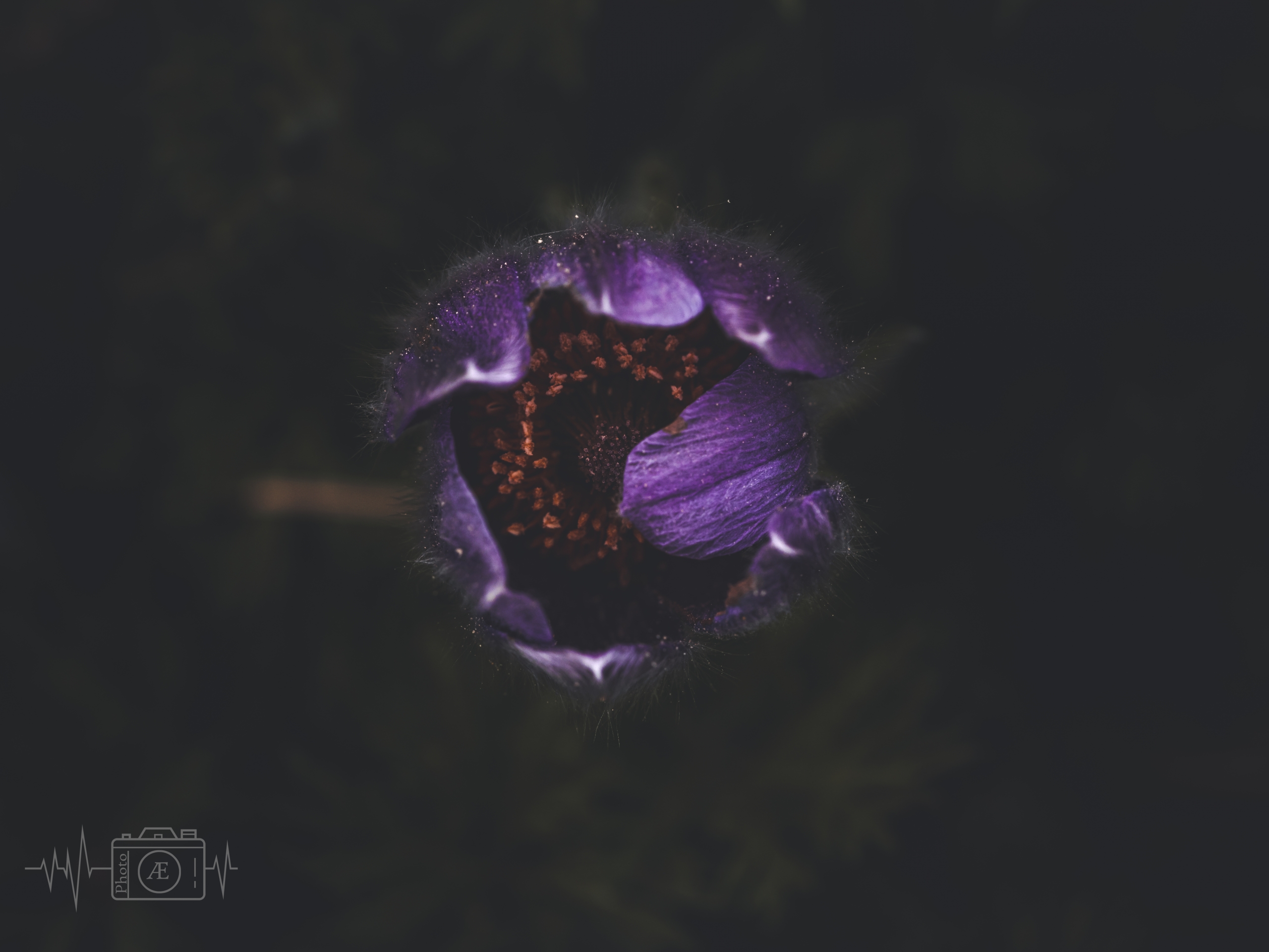 Violettes Geheimnis