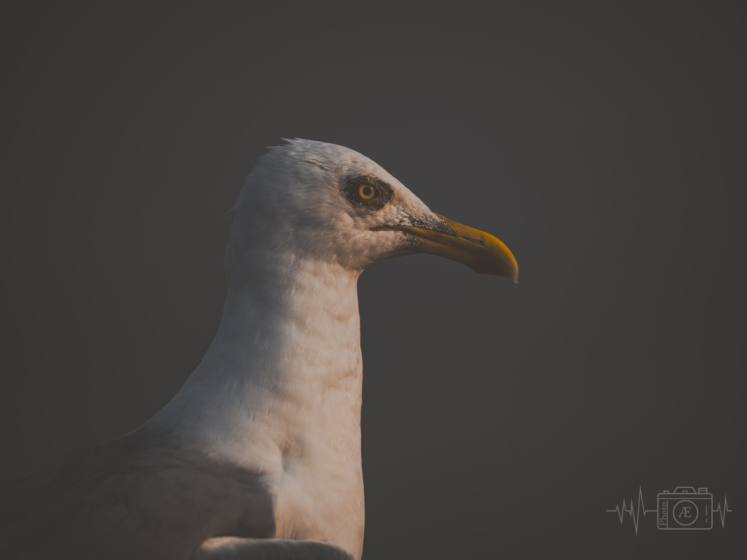 Stolzer Küstenvogel