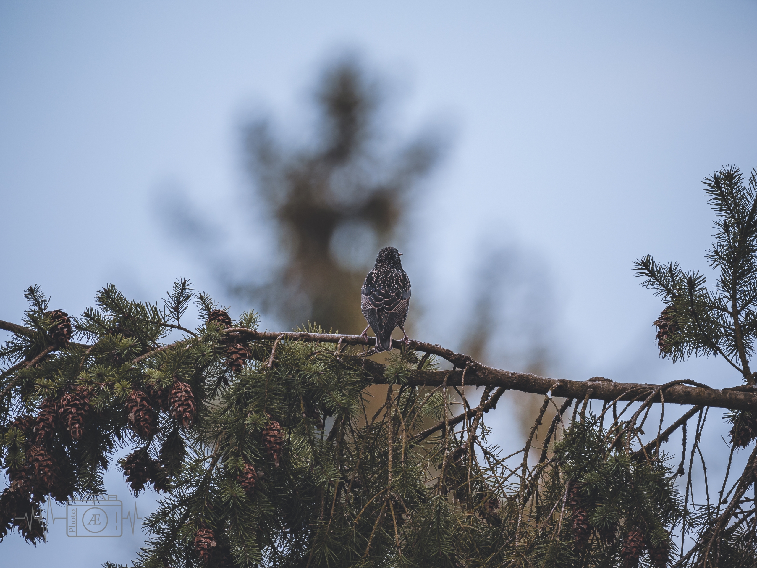 Hoch oben im Nadelbaum