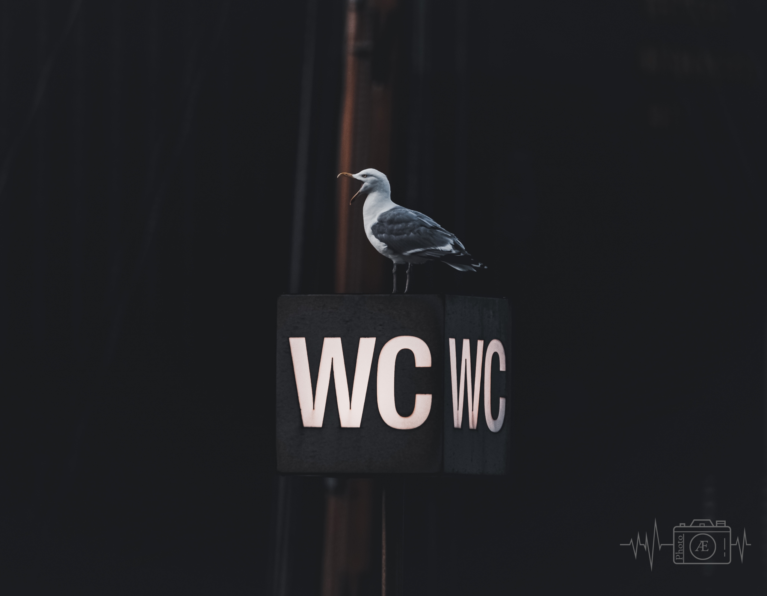Möwen-WC