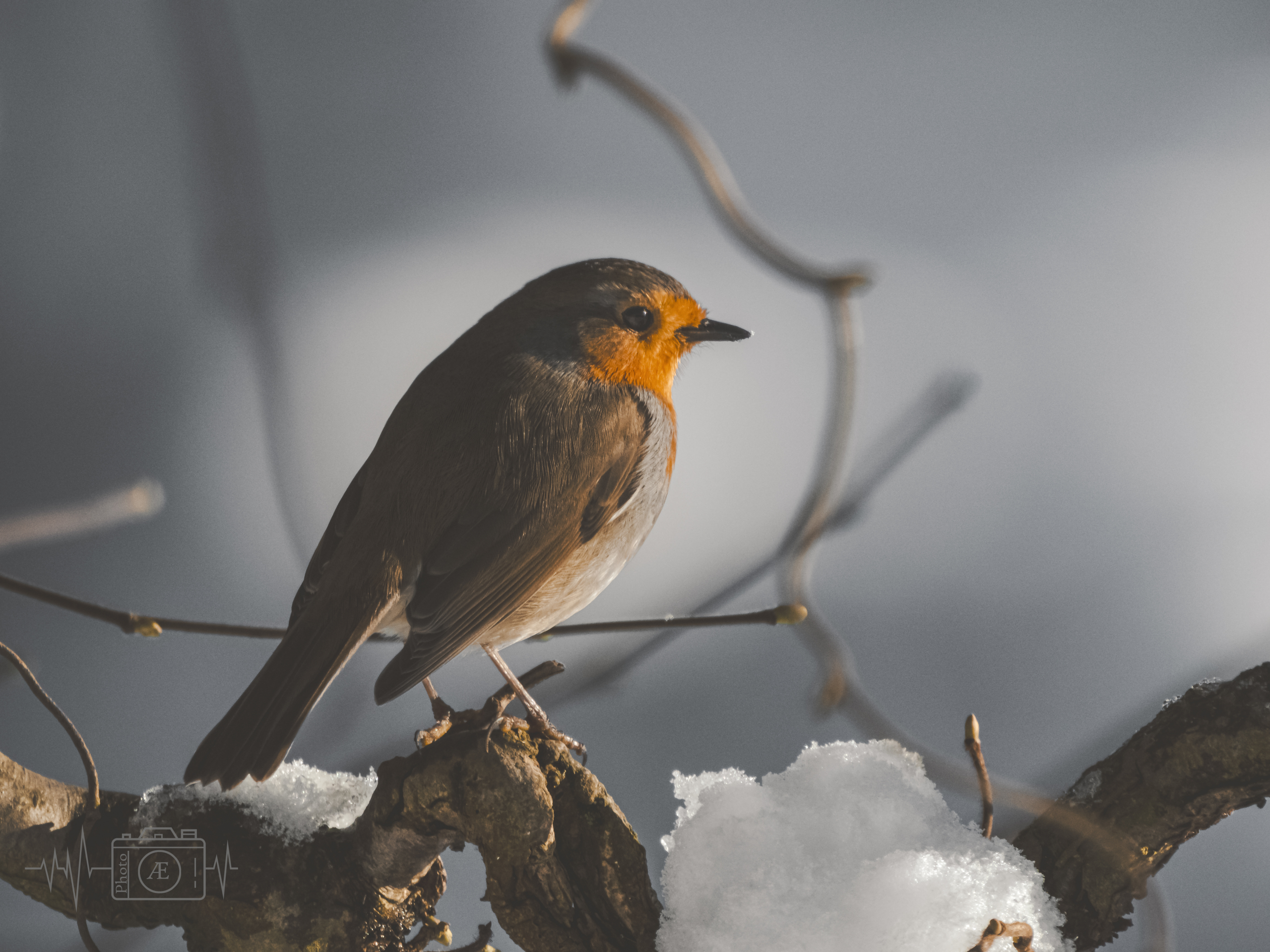 Ansitz am Schnee