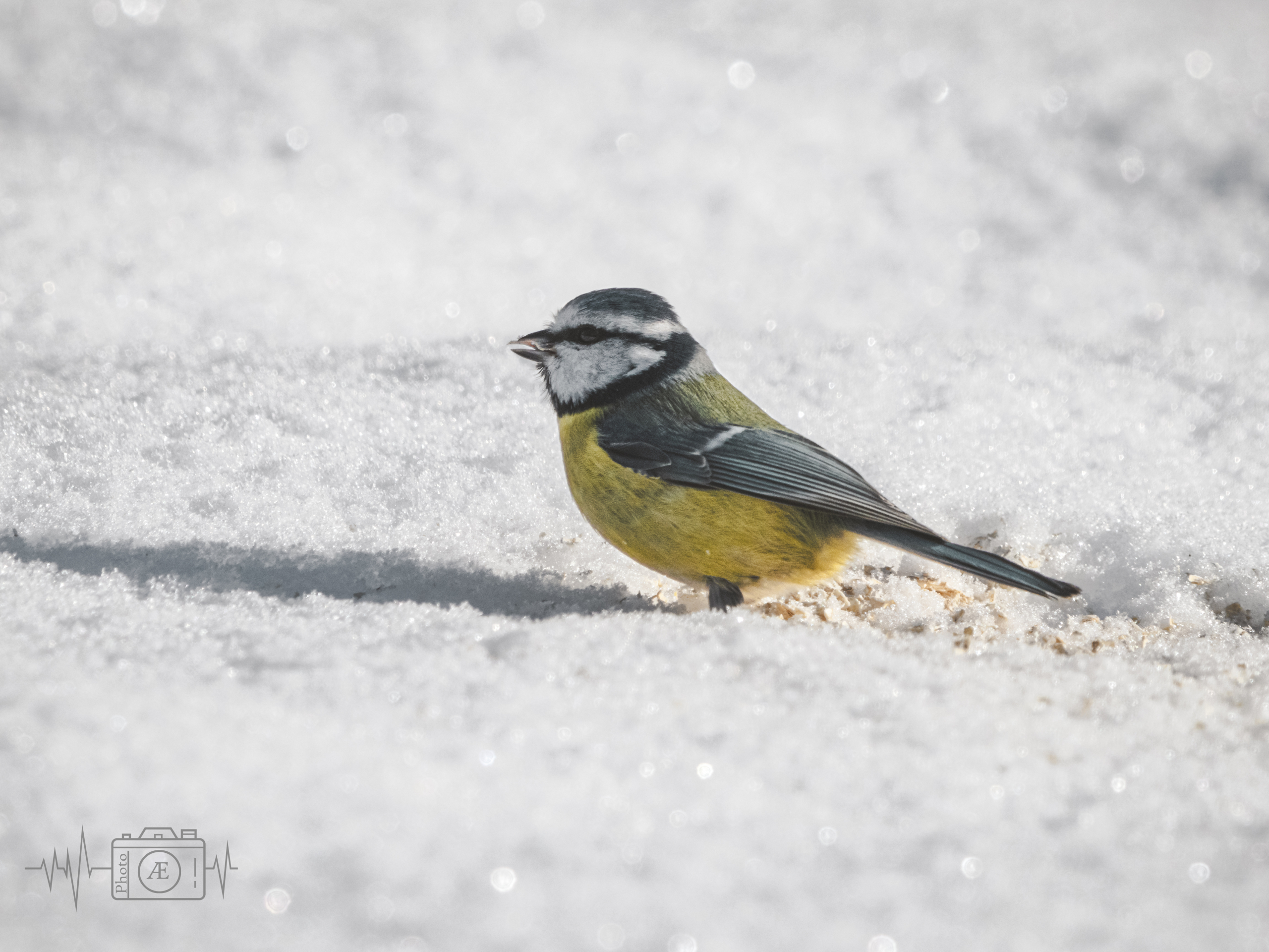 Winterliche Futtersuche