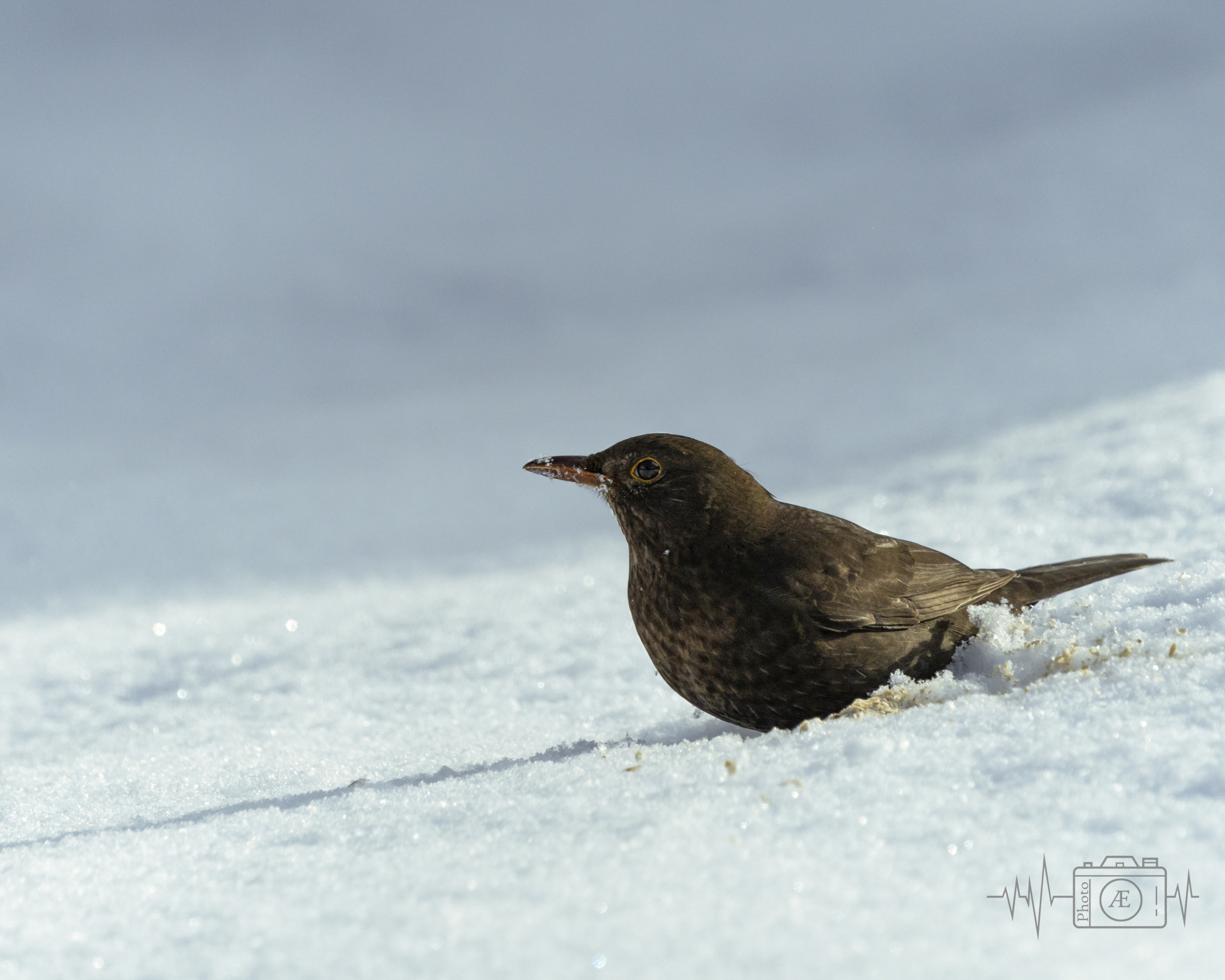 Dunkles Gefieder im Schnee