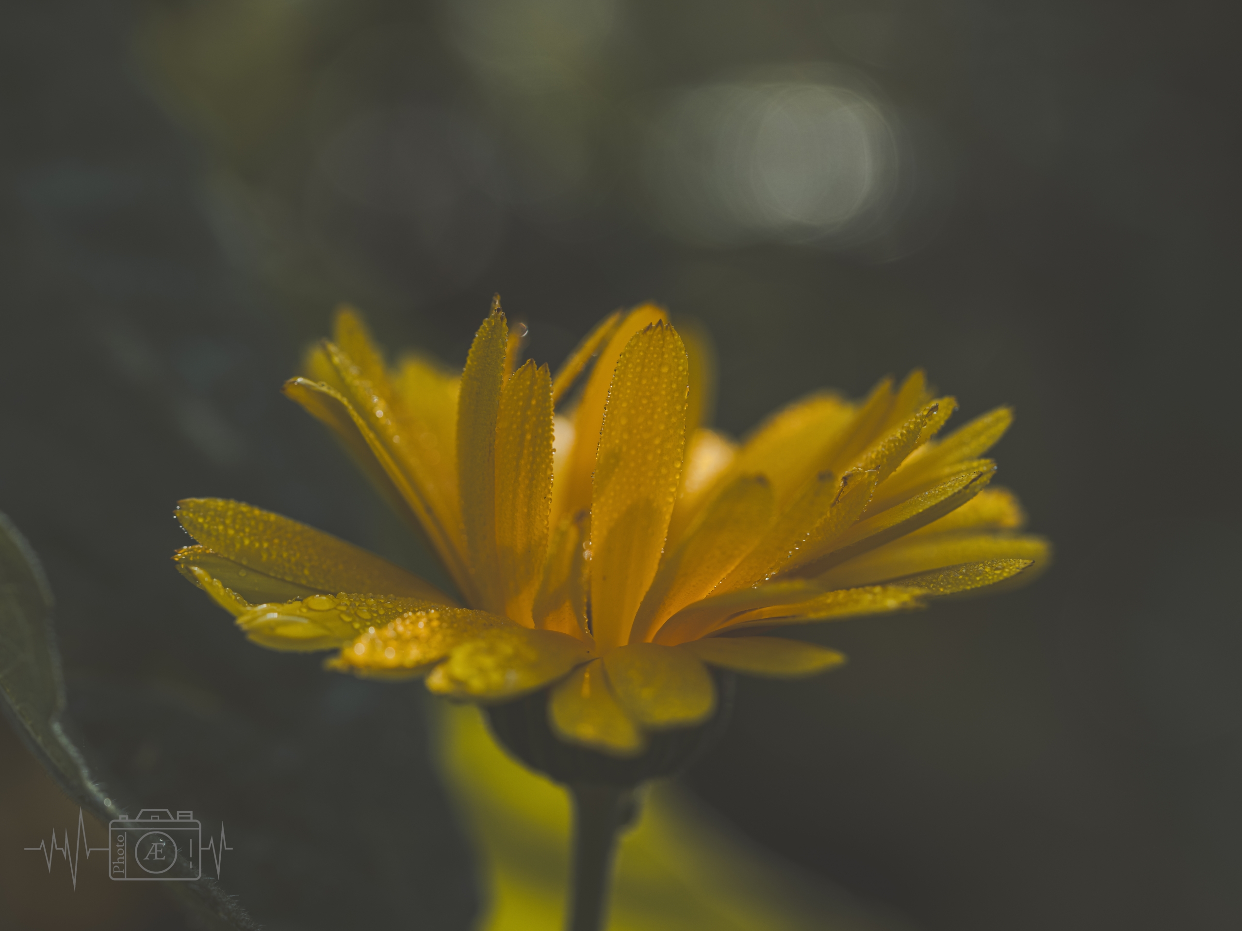 Zartes Gold