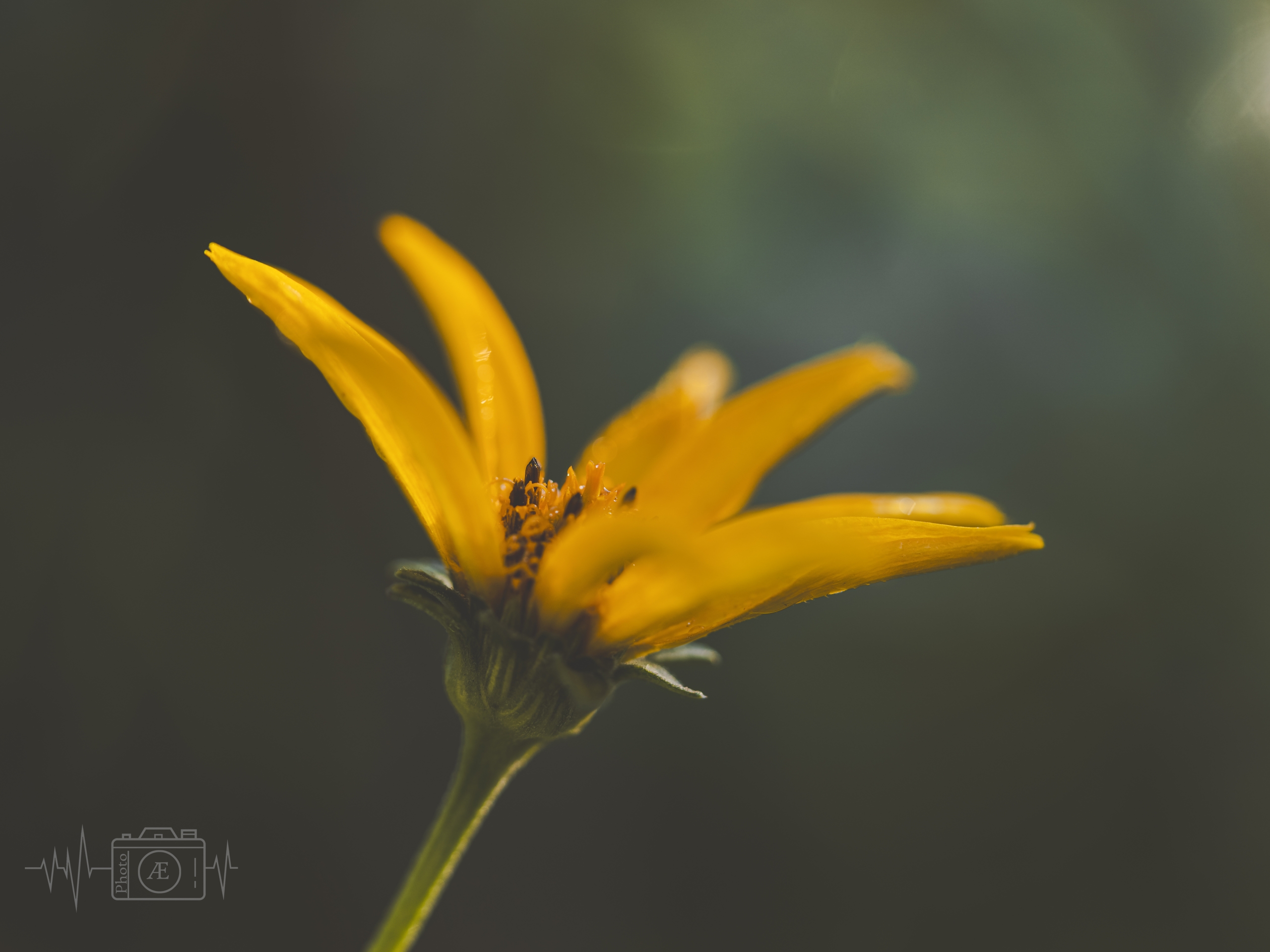 Neigung zum Licht