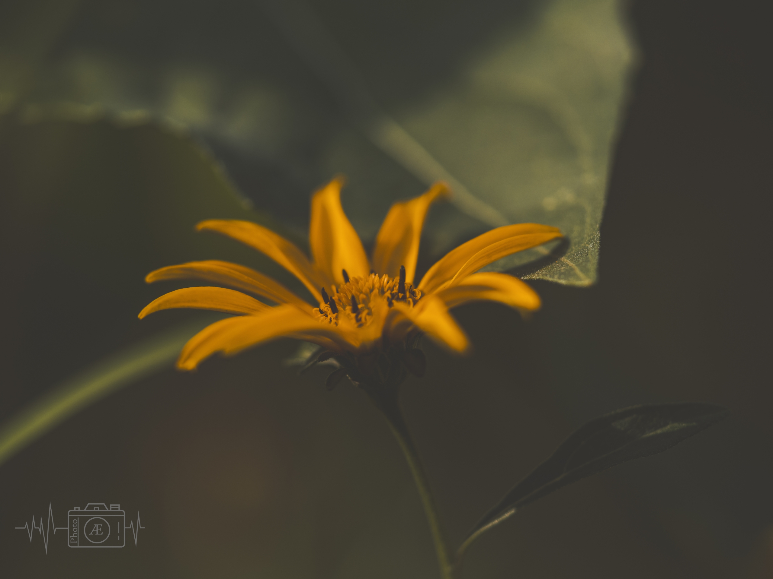 Sommerlicher Schwung