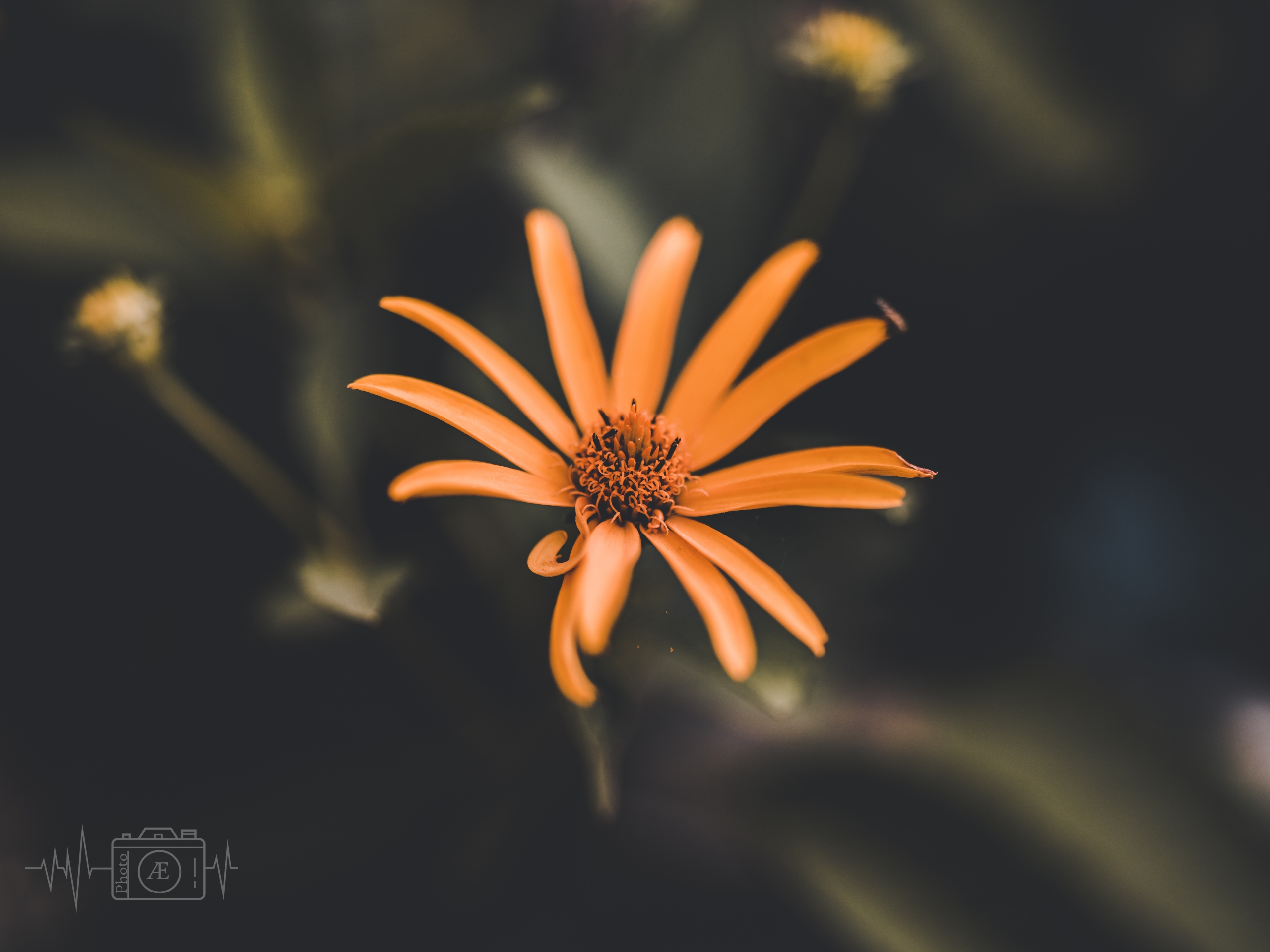 Wiesenfeuer